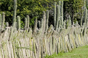 Cacti Prints: Candle Cactus (Ritterocereus griseus) stems