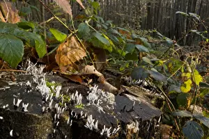 Candle-snuff Fungus (Xylaria hypoxylon) fruiting bodies, growing on tree stump in deciduous woodland, Great Wood, Ranscombe Farm Plantlife Reserve, Kent, England, november