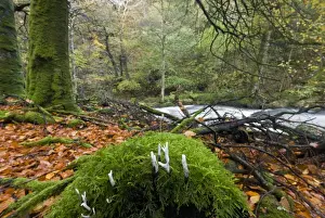 Candle-snuff Fungus (Xylaria hypoxylon) fruiting bodies, growing on moss covered log in woodland habitat near river