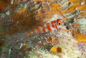 Dwarf Goby Prints: Candycane Dwarfgoby (Trimma cana) adult