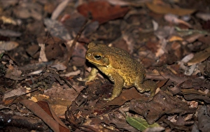 Bufo Prints: Cane Toad (Bufo marinus) Australia