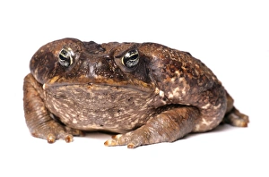 Cane Toad (Rhinella marinus) adult