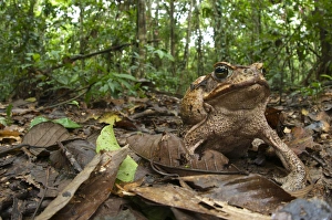 Bufo Prints: Cane Toad (Rhinella marinus) adult female