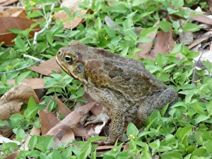 Pests Prints: Cane Toad (Rhinella marinus) introduced species