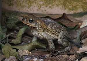 Cane Toad (Rhinella marinus) introduced species, adult, foraging in garden, Linstead, Jamaica, april