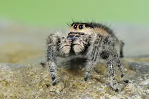 Salticidae Prints: Canopy Jumping Spider (Phidippus otiosus) adult female, standing on rock, U. S. A