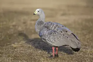 Cape Barren Goose (Cereopsis novaehollandiae) adult, standing in coastal grassland, Maria Island N. P