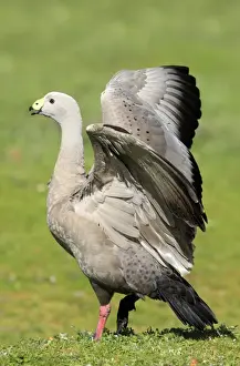 Threatening Prints: Cape Barren Goose (Cereopsis novaehollandiae) adult
