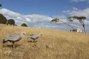 Cape Barren Goose (Cereopsis novaehollandiae) adult pair, walking in coastal grassland habitat, Maria Island N. P