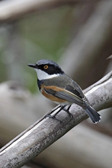 Western Cape Prints: Cape Batis (Batis capensis) adult male