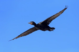 Cape Cormorant (Phalacrocorax capensis) adult, in flight, Bettys Bay, Western Cape, South Africa, December