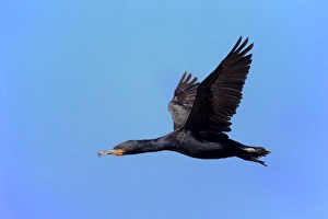 Cape Cormorant (Phalacrocorax capensis) adult, in flight, Bettys Bay, Western Cape, South Africa, December