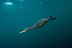 Cape Cormorant (Phalacrocorax capensis) adult, diving underwater to feed on baitball school of small bait fish
