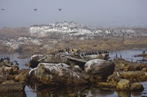 Fogs Prints: Cape Cormorant (Phalacrocorax capensis) colony