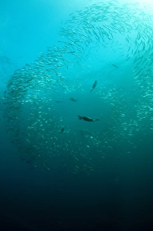 Caught Prints: Cape Cormorant (Phalacrocorax capensis) flock
