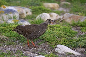 Gamebird Prints: Cape Francolin (Pternistis capensis) adult