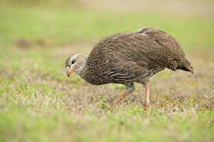Gamebird Prints: Cape Francolin (Pternistis capensis) adult, feeding on grass, South Africa, February