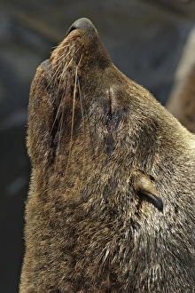 Pinniped Prints: Cape Fur Seal (Arctocephalus pusillus) adult