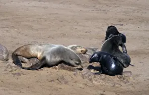 Pinniped Prints: Cape Fur Seal (Arctocephalus pusillus) Female with pup - Namibia