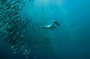 Cape Gannet (Morus capensis) adult, diving underwater and feeding on baitball school of small bait fish, offshore Port St. Johns, Wild Coast, Eastern Cape (Transkei), South Africa