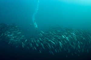 Cape Gannet (Morus capensis) adult, diving underwater and feeding on baitball school of small bait fish, offshore Port St. Johns, Wild Coast, Eastern Cape (Transkei), South Africa