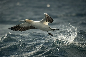 Gannet Prints: Cape Gannet (Morus capensis) adult