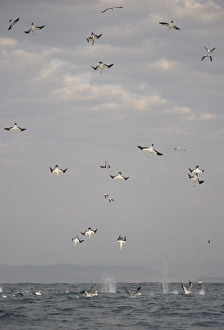Cape Gannet (Morus capensis) adults, group in flight, diving for fish at sea, offshore Port St. Johns, Wild Coast, Eastern Cape (Transkei), South Africa