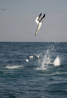 Cape Gannet (Morus capensis) adults, in flight, diving for fish at sea, offshore Port St. Johns, Wild Coast, Eastern Cape (Transkei), South Africa