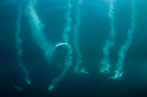 Cape Gannet (Morus capensis) six adults, group diving underwater and feeding on baitball school of small bait fish