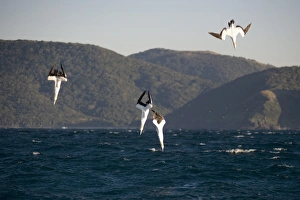 Cape Gannet (Morus capensis) four adults, in flight, diving for fish at sea, offshore Port St. Johns, Wild Coast, Eastern Cape (Transkei), South Africa
