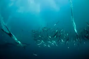Cape Gannet (Morus capensis) and Long-beaked Common Dolphin (Delphinus capensis) adults, diving underwater and feeding on baitball school of small bait fish, offshore Port St