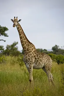 Giraffe Prints: Cape Giraffe (Giraffa camelopardalis giraffa) adult