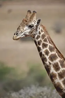 Cape Giraffe (Giraffa camelopardalis giraffa) adult, close-up of head and neck, Pilanesberg N. P