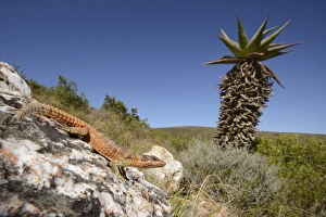 South Africa Prints: Cape Girdled Lizard (Cordylus cordylus) adult