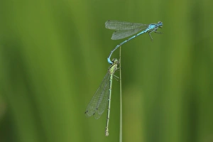 Damselfly Prints: Cape Grassbird (Sphenoeacus afer) adult