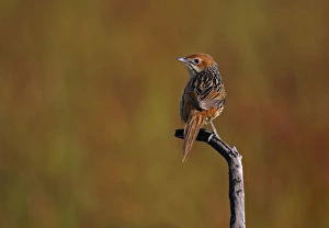 Warblers Prints: Cape Grassbird (Sphenoeacus afer) adult