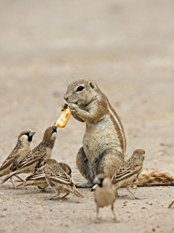 Rodent Prints: Cape Ground Squirrel (Xerus inauris) adult