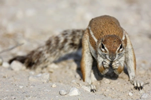 Rodent Prints: Cape Ground Squirrel (Xerus inauris) adult male