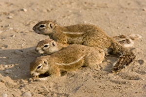 Rodent Prints: Cape Ground Squirrel (Xerus inauris) three adults