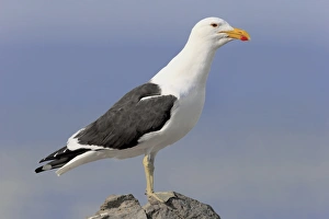 Seabird Prints: Cape Gull (Larus dominicanus vetula) adult