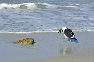 Penguin Prints: Cape Gull (Larus dominicanus vetula) adult