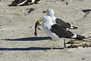 Penguin Prints: Cape Gull (Larus dominicanus vetula) two adults
