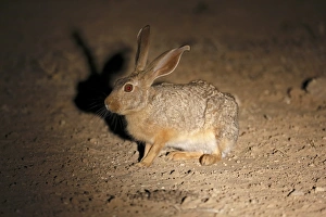 Hares Prints: Cape Hare (Lepus capensis) adult