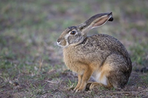 Hares Prints: Cape Hare (Lepus capensis) adult