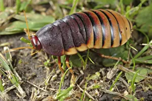 Western Cape Prints: Cape Mountain Cockroach (Aptera fusca) adult female