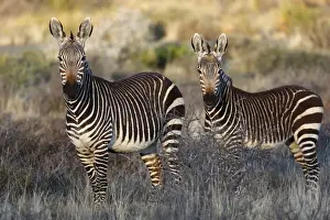 Mare Prints: Cape Mountain Zebra (Equus zebra zebra) adult female with foal