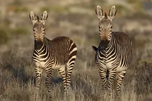 Cape Mountain Zebra (Equus zebra zebra) adult female with foal, standing in grassland, Karoo N. P