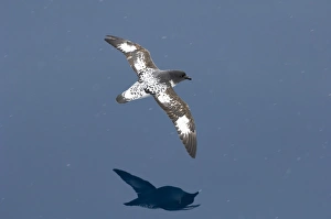 Antarctic Prints: Cape Petrel (Daption capense) adult, in flight over sea, Antarctic Peninsula, Antarctica