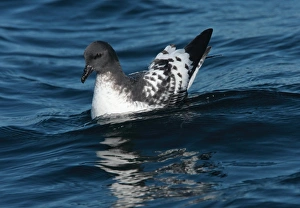 Southern Ocean Prints: Cape Petrel (Daption capense) adult