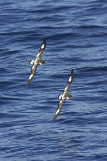 Antarctic Prints: Cape Petrel (Daption capense) two adults, in flight over sea, Antarctic Ocean, Antarctica